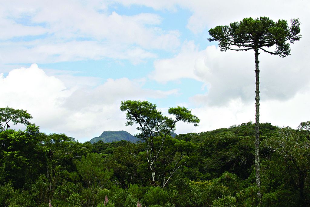 Lei prevê reserva legal de 20% na Mata Atlântica: ruralistas querem debate | Daniel Castellano/Gazeta do Povo
