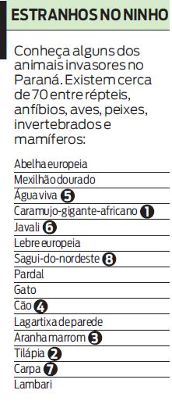 Conheça alguns animais invasores no Paraná |