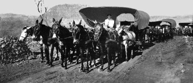 Enormes carroções traziam erva-mate para os engenhos curitibanos, em longas viagens. Década de 1930 |