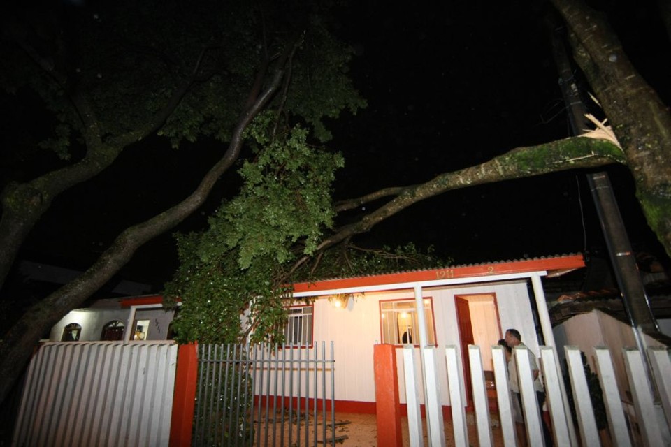 Araucária cai em casa na Rua Olindo Sequenil, no Pinheirinho: bombeiros atenderam ocorrências na zona Sul da cidade | Pedro Serápio/Gazeta do Povo
