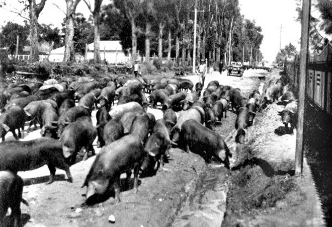 Mercadoria tangida a pé. Uma porcada é conduzida ao matadouro no Bacacheri. 1930 |