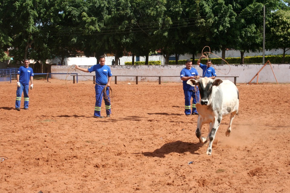 O treinamento realizado em um haras em Nova Esperança conta com aulas teóricas e práticas, onde são repassadas orientações sobre como utilizar o laço, além das estratégias de abordagem | Assessoria de Imprensa da Viapar