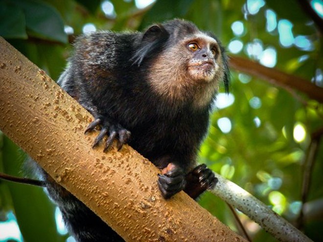 Sagui-do-nordeste |