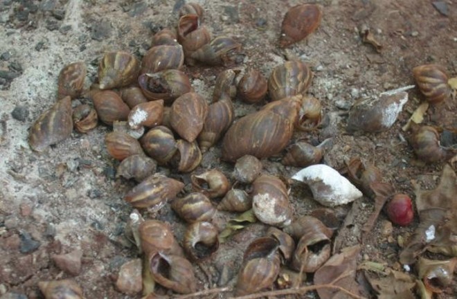 Caramujo-gigante-africano |