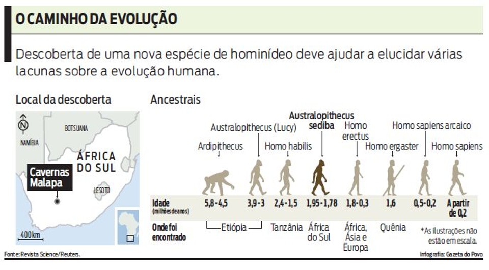Arvore Genealogica Dos Hominideos Portal De Educação Ambiental