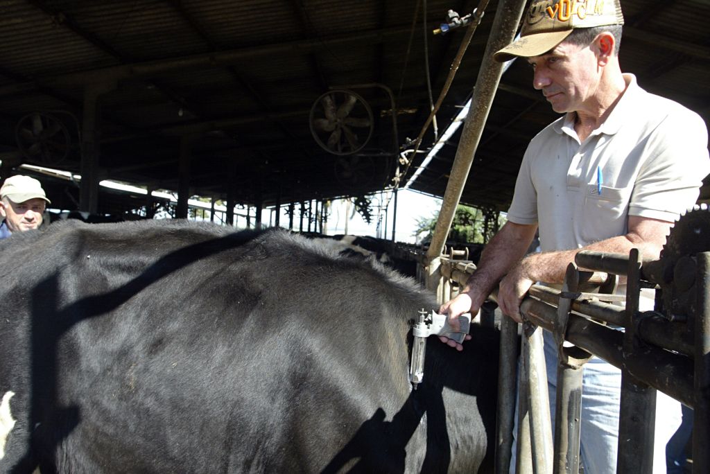 Vacinação começou em uma fazenda em Carambeí | Henry Milleo/ Gazeta do Povo