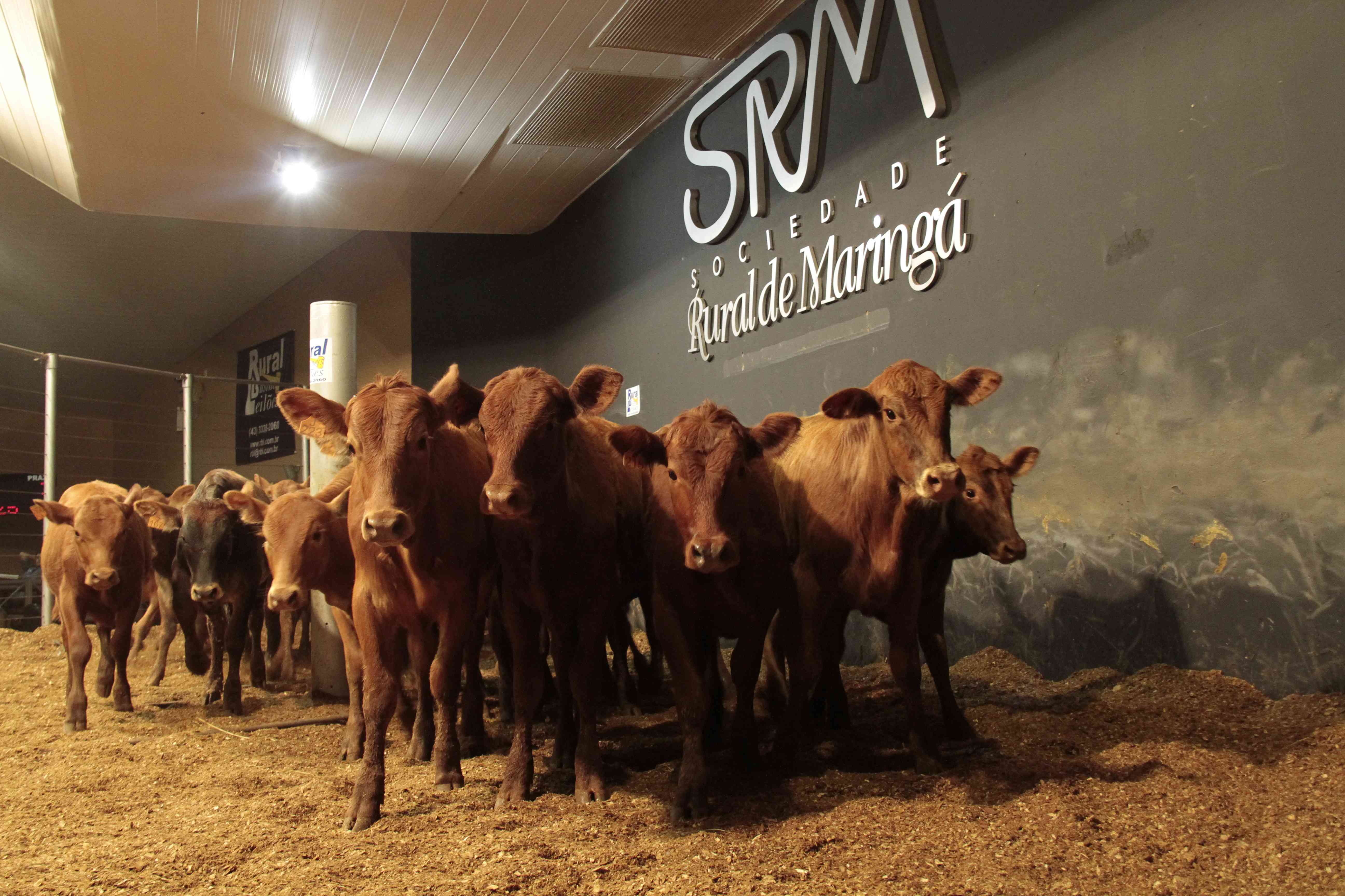 O Leilão da Raça Angus rendeu R$ 190 mil por 224 cabeças | Divulgação/ Sociedade Rural de Maringá