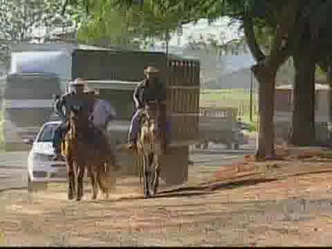Animais soltos na pista levam perigo aos motoristas | video