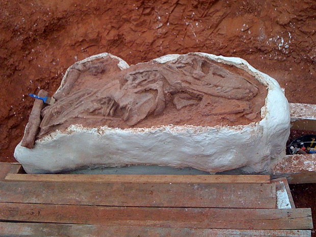 Fóssil do tecodonte foi protegido por gesso e será enviado a um museu. | Divulgação / Ulbra