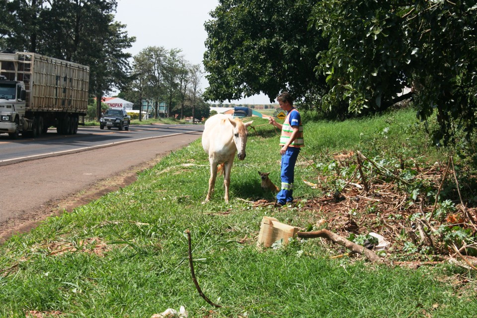 Somente neste ano, a Polícia Rodoviária Estadual já registrou 100 acidentes de trânsito envolvendo a presença de animais nas pistas | Assessoria de Imprensa da Viapar
