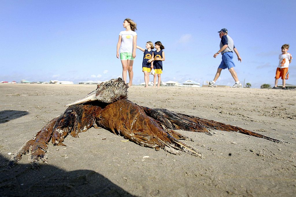 Animais morrem cobertos pelo óleo na costa dos Estados Unidos | Reuters