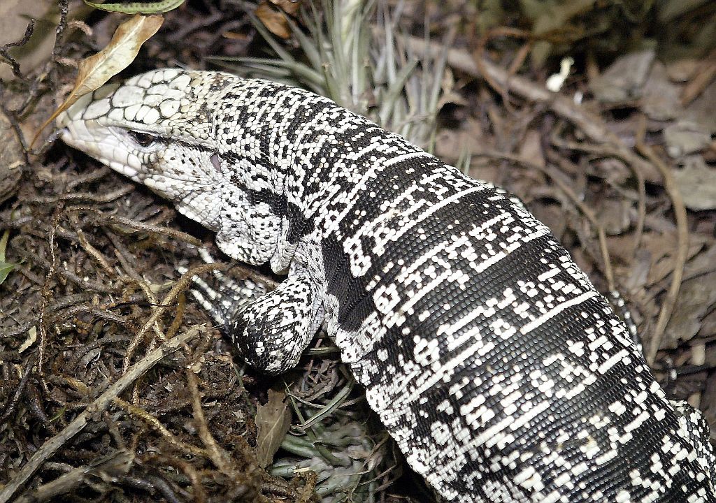 | Daniel Castellao / Gazeta do Povo