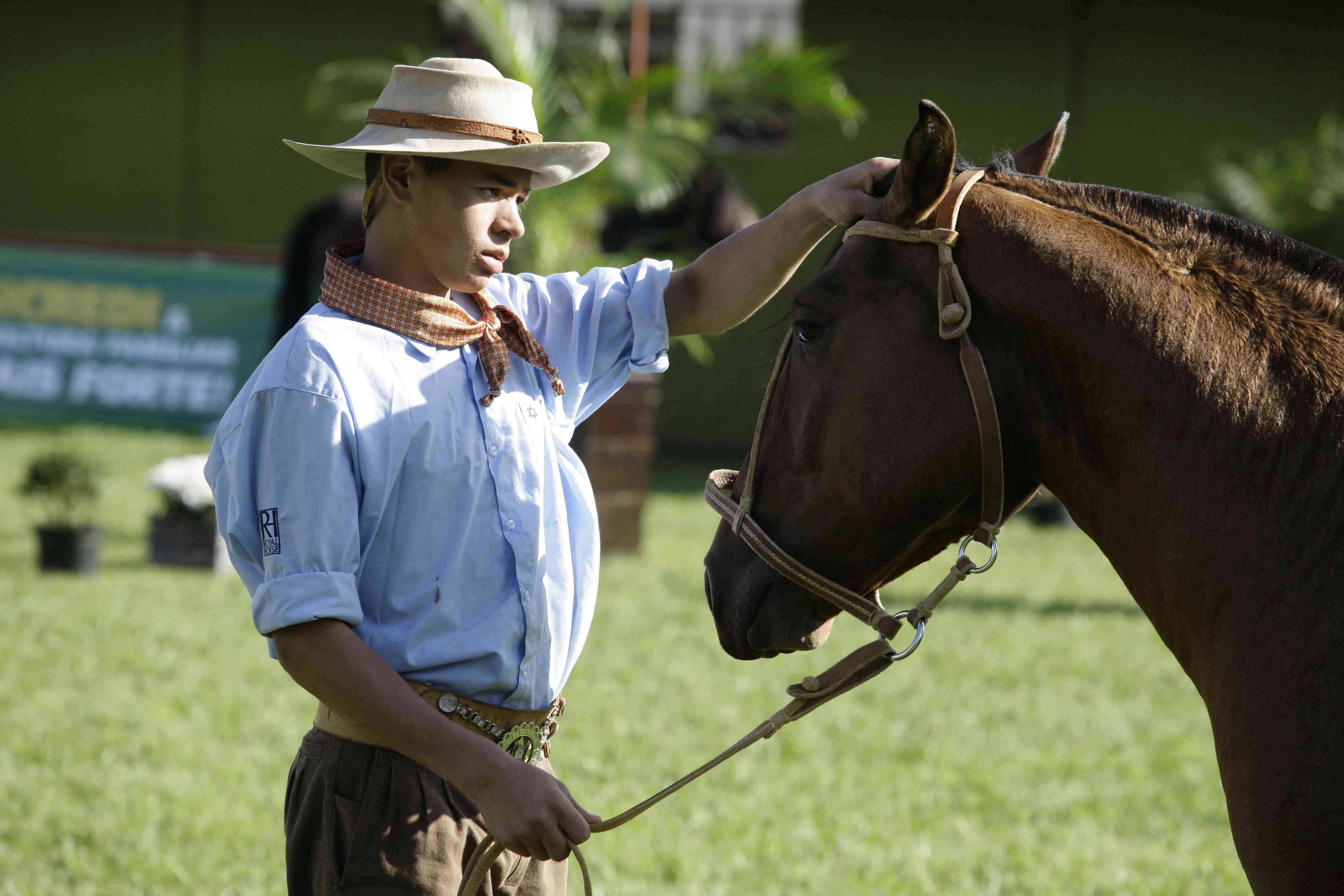 Esse é o segundo ano em que o Cavalo Crioulo será leiloado na Expoingá. Aos poucos a raça pretende ganhar a confiança dos pecuaristas | Divulgação/ Sociedade Rural de Maringá