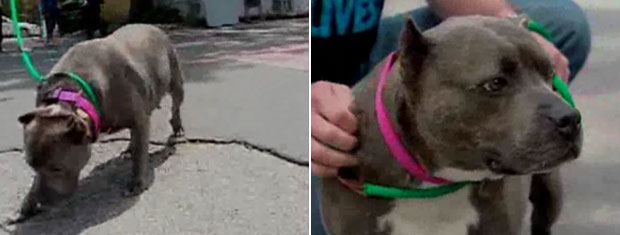 Ingrid precisa tomar, por dia, duas das pílulas azuis para que seu coração não pare de bater. | Reprodução vídeo/WTNH