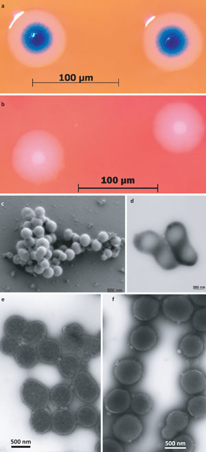 Etapas do experimento foram detalhadas em
artigo publicado pela "Science" | Divulgação/Science