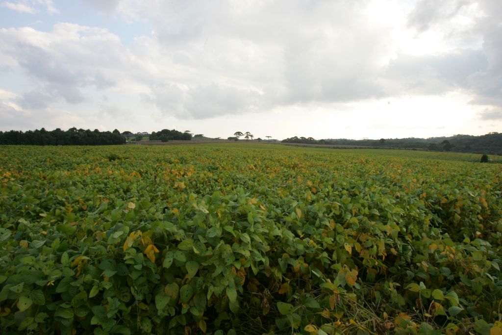 Sem articulação, terreno em Mandirituba deixou de receber usina de lixo | Daniel Castellano/Gazeta do Povo