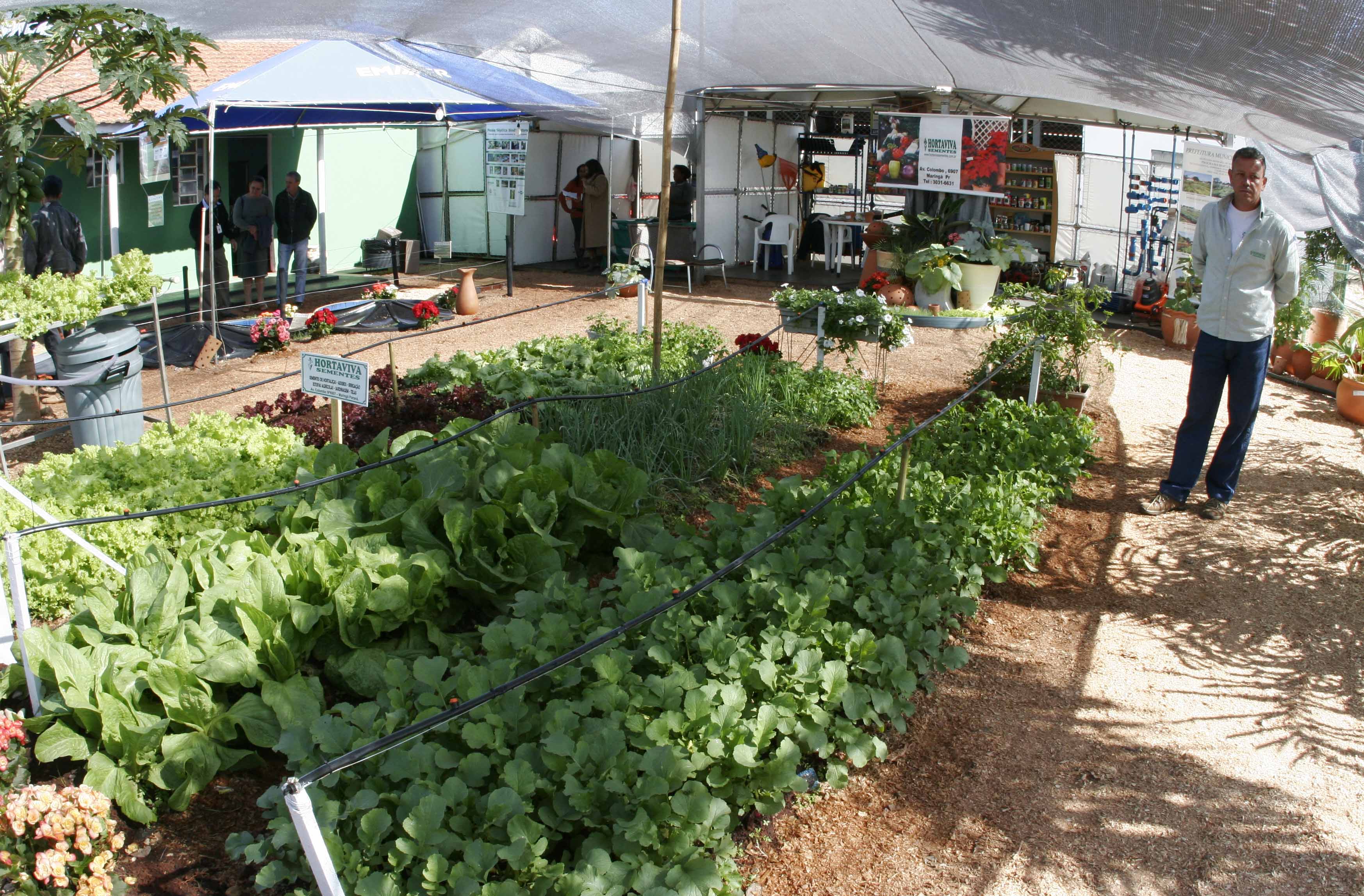 Hortaliça é uma opção de cultivo em pequenos espaços | Divulgação/ Sociedade Rural de Maringá