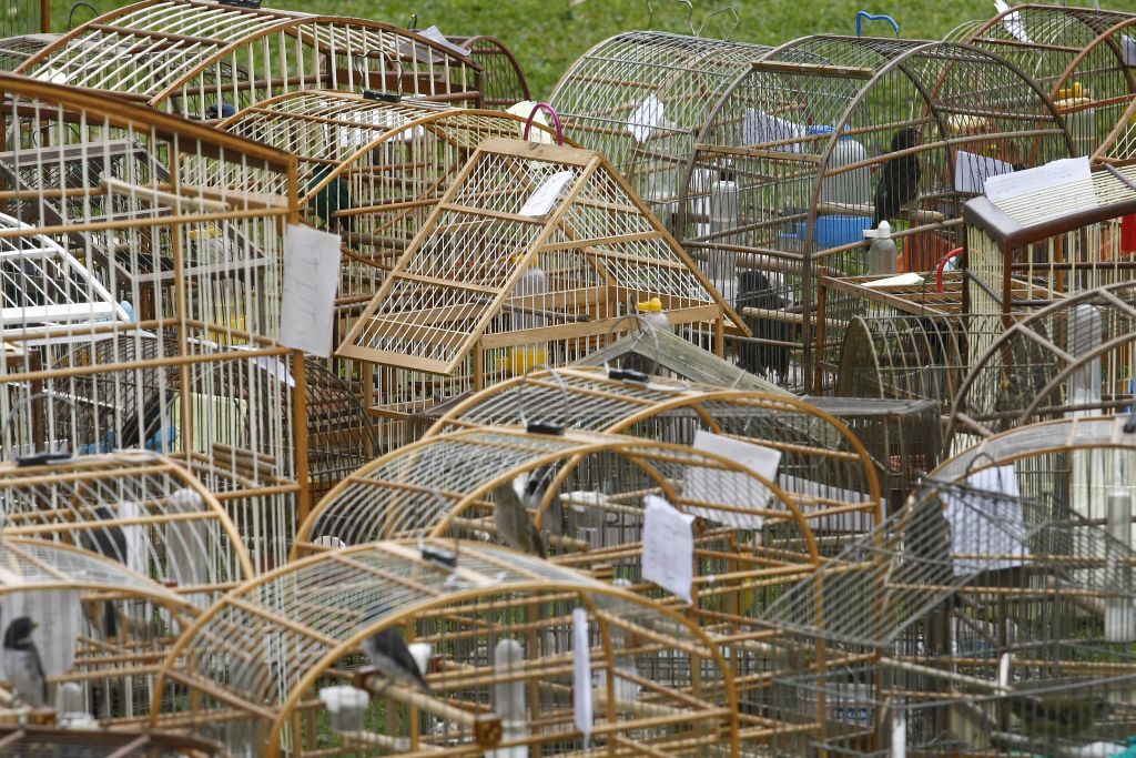 Operação resultou na apreensão de 76 aves silvestres | Jonathan Campos/Agência de Notícias Gazeta do Povo