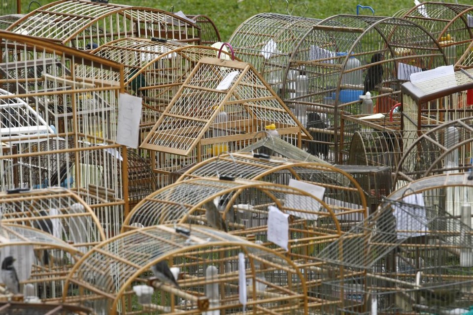 Operação resultou na apreensão de 76 aves silvestres | Jonathan Campos/Agência de Notícias Gazeta do Povo