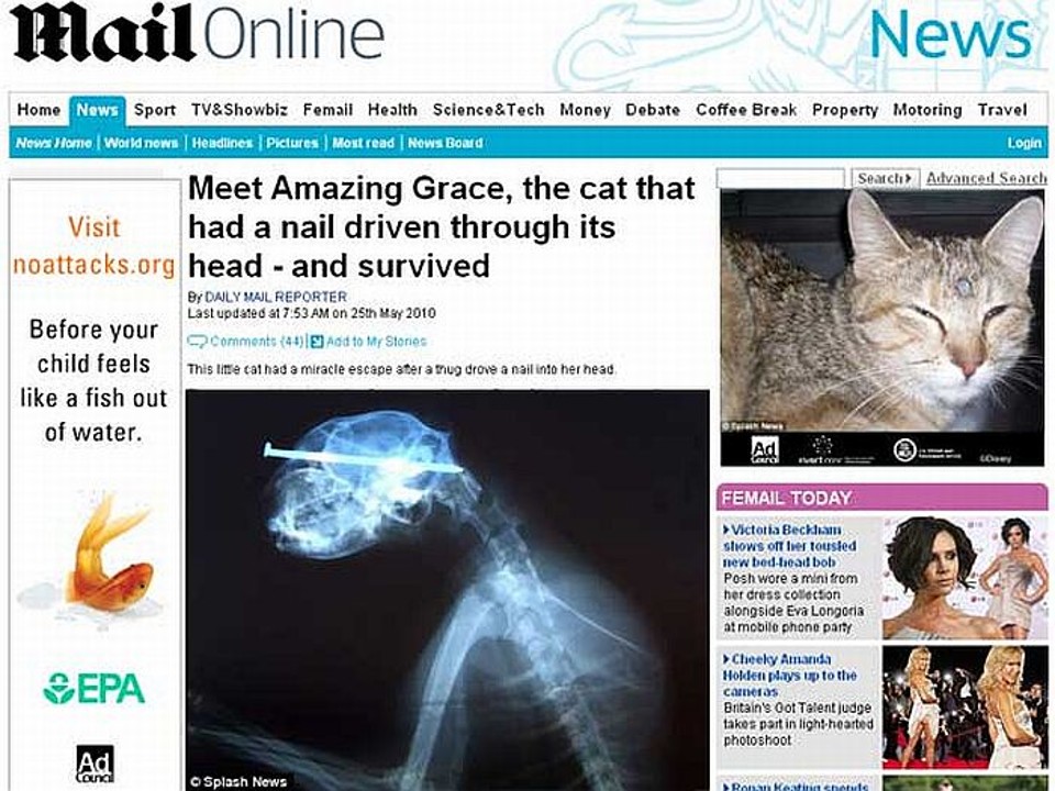 Amazing Grace foi encontrado vivo, andando com o prego na cabeça | Reprodução/Daily Mail