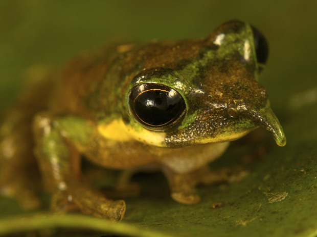 Rã da espécie "nariz de pinóquio" chamou a atenção dos pesquisadores. | National Geographic / Tim Laman via Reuters