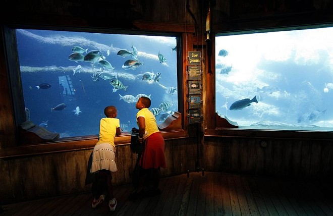 Visitantes sul-africanos observam um dos 32 tanques do Mundo Marítimo |