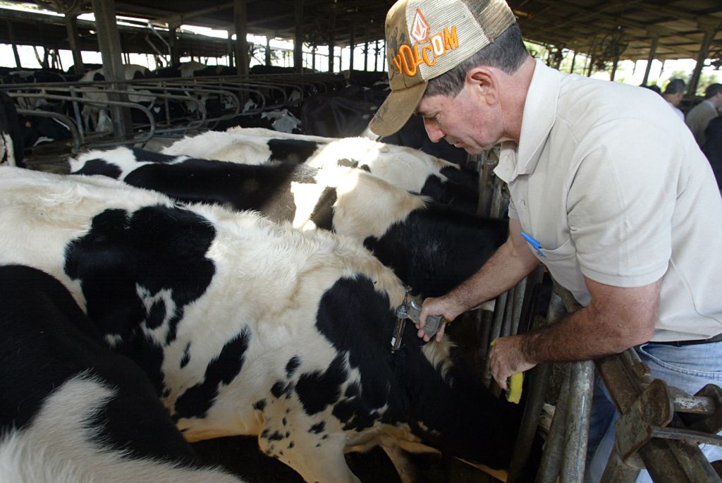 Vacinação contra aftosa foi prorrogada até o próximo dia 12 | Henry Milléo/ Gazeta do Povo