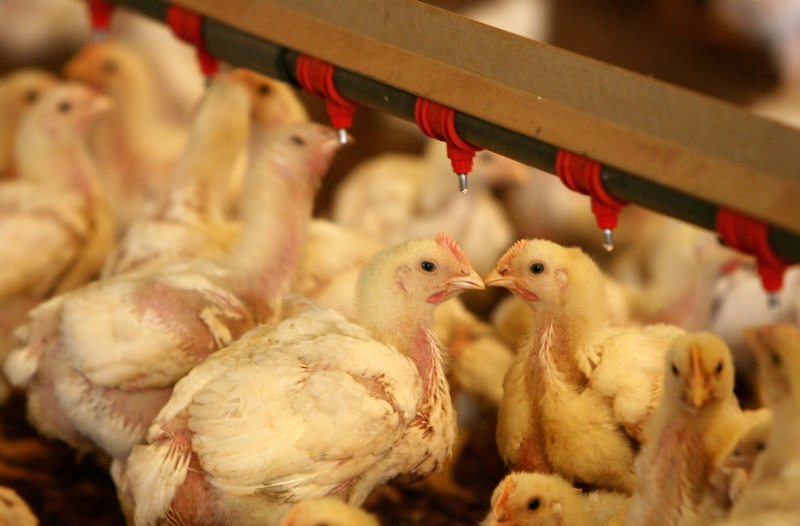 Granja no Paraná: abate cresceu 10% nos cinco primeiros meses de 2010 | Rodolfo Bührer/Arquivo/ Gazeta do Povo