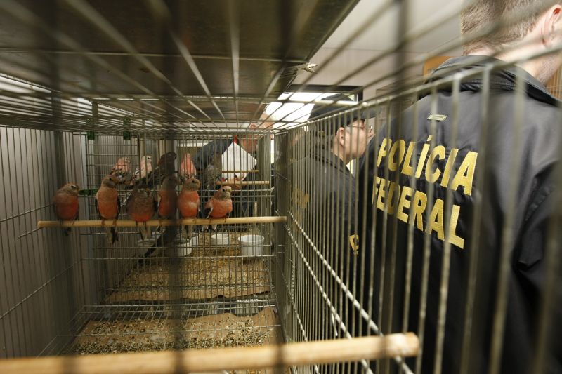 Chácara no bairro Borda do Campo, em São José dos Pinhais, mantinha uma criação de aves bastante organizada | Marcelo Elias/Agência de Notícias Gazeta do Povo