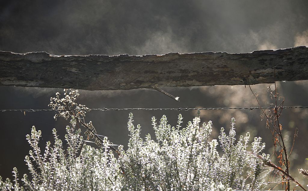Geada cobriu a vegetação em São José dos Pinhais, na região metropolitana de Curitiba | Jonathan Campos/Gazeta do Povo