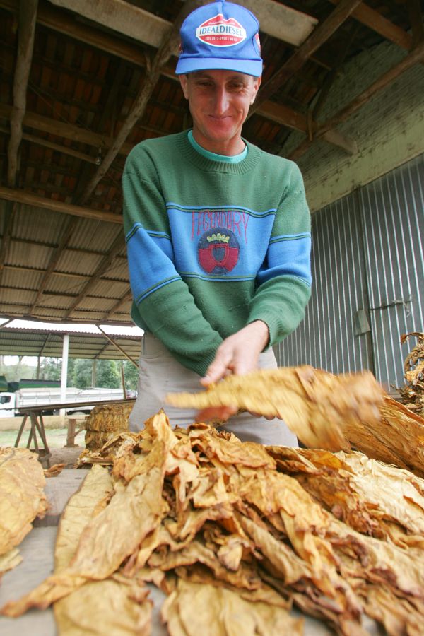 Não quero que eles mexam com fumo. Quero que eles estudem e trabalhem na cidade. Vani Luz, produtor de fumo, sobre os filhos de 7 e 14 anos | Henry Milleo/Gazeta do Povo
