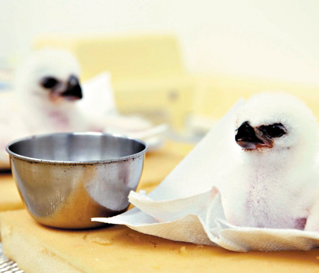 | Alexandre Marchetti/Itaipu Binacional