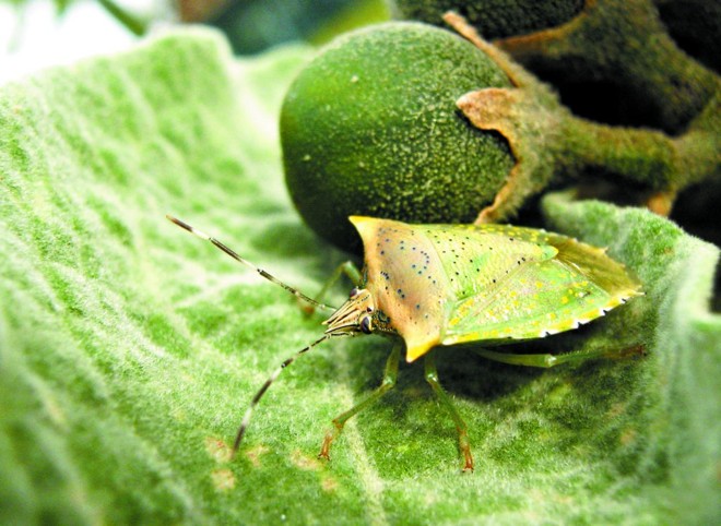 Patrick Costa Menezes: natureza de perto |