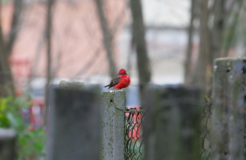| Ivonaldo Alexandre/GP