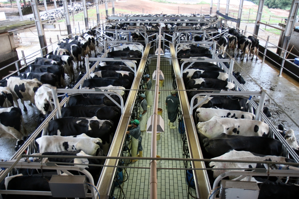 Melhora na produtividade depende de investimentos em outras opções de alimentação para os animais | Arquivo/Agência de Notícias Gazeta do Povo