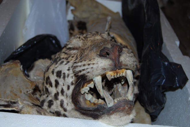 Principais alvos eram onças-pintadas, pardas e pretas |