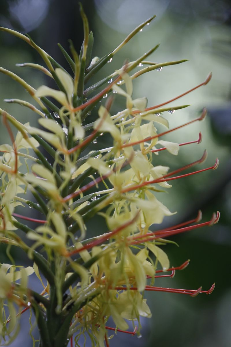 Flor em bosque recém-inaugurado no bairro Santo Inácio, em Curitiba: 2010 é o Ano Internacional da Biodiversidade | Aniele Nascimento / Gazeta do Povo