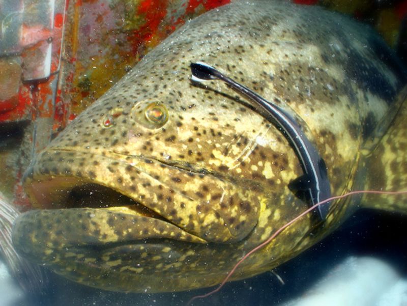 Mero: entre as nove espécies criticamente ameaçadas de extinção na região Brasil-Sudeste, que inclui a costa paranaense | Divulgação