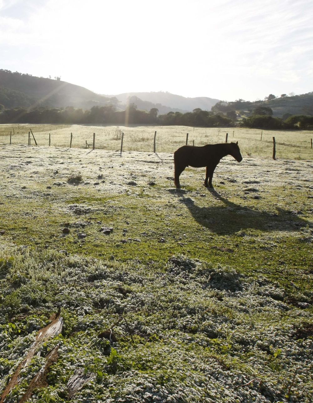 Geada cobre o campo em Coronel Vivida: frio intenso continua nos próximos dias | Daniel Castellano/Gazeta do Povo