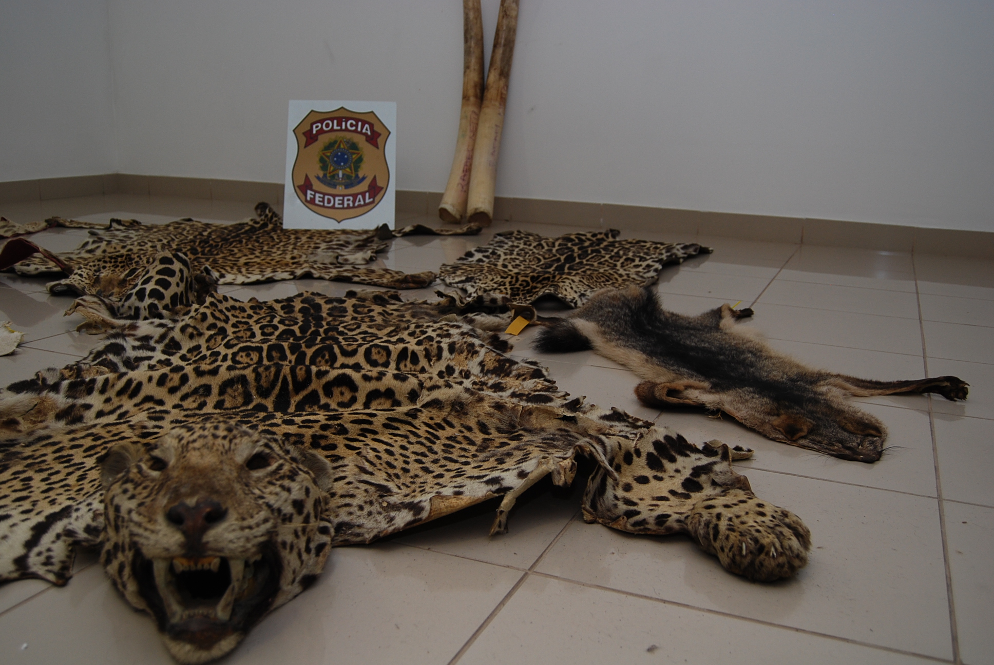 Organização criminosa abatia clandestinamente animais de grande porte | Divulgação