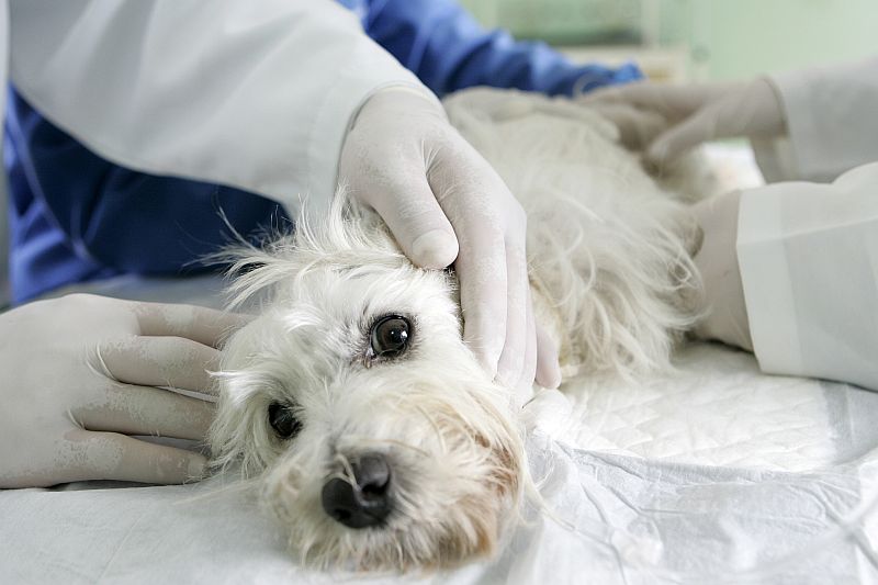 A west terrier Tina, de 5 anos, foi submetida ao tratamento inédito | Antonio More/Gazeta do Povo