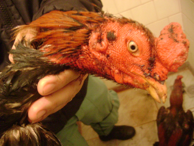 Animais apreendidos apresentavam lesões e sinais de maus-tratos | Agência Estadual de Notícias