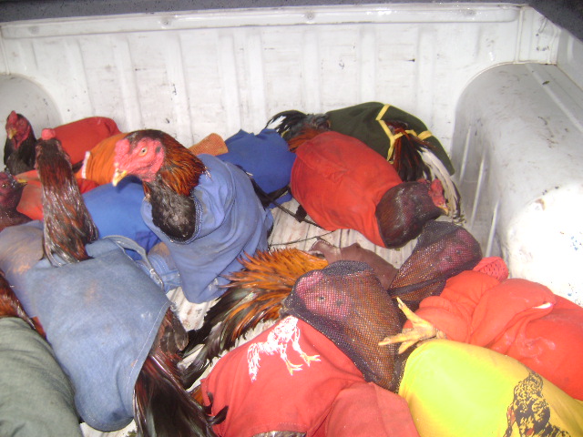 Dois galos foram encontrados mortos. Já os animais vivos estavam maltratados e recebiam injeções de anabolizantes | Assessoria Sesp