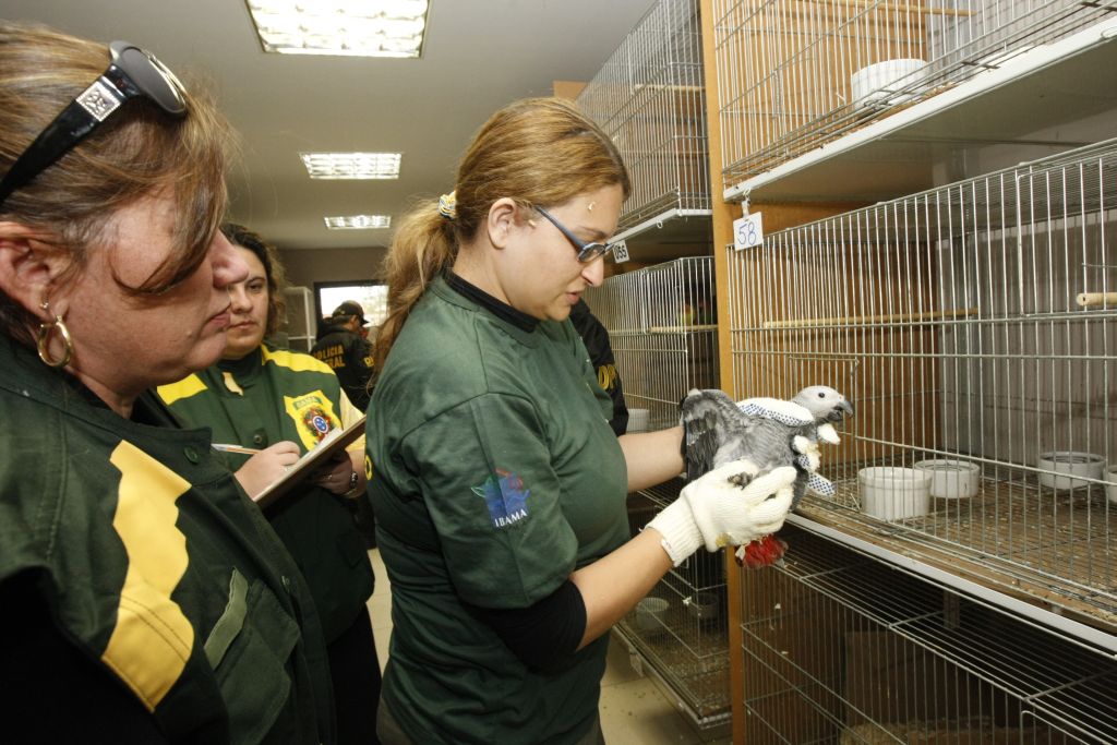 Fiscal do Ibama analisa um papagaio do Congo recuperado em São José dos Pinhais: espécies raras e ameaçadas de extinção foram apreendidas | Marcelo Elias/Gazeta do Povo