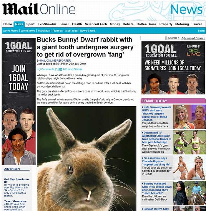 Coelho passou por uma cirurgia por causa de um dente gigante | Reprodução/Daily Mail