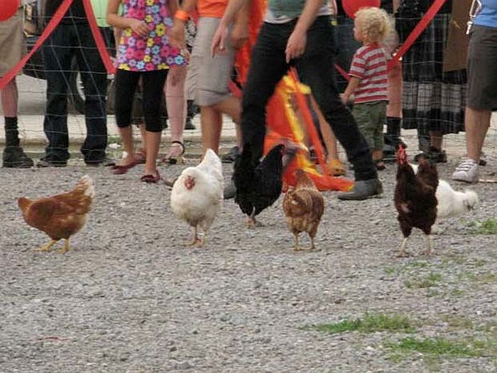 Detroit promoveu no domingo uma corrida de galinhas | Divulgação