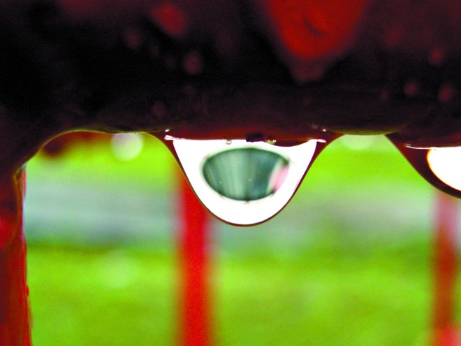 Thiago Gabriel Falcão Lopes: macrofotografia |