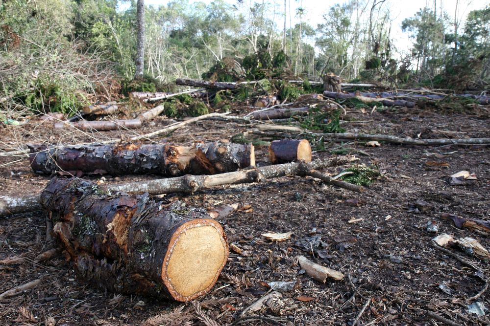 Segundo a Força Verde, 1.057 araucárias foram cortadas pelas motosserras na propriedade em Guararema: cobertura original na região dos Campos Gerais é de apenas 0,2% | Henry Milleo / Gazeta do Povo