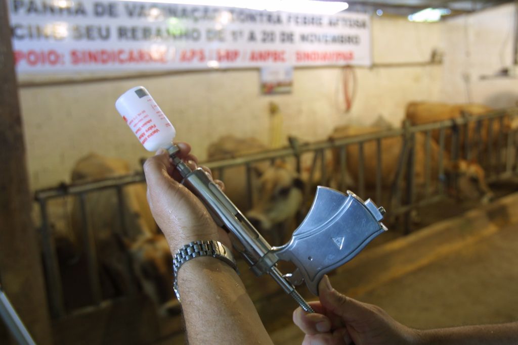 Nova campanha de vacinação contra febre aftosa será realizada em novembro no Paraná | Antônio Costa / Arquivo Agência de Notícias Gazeta do Povo