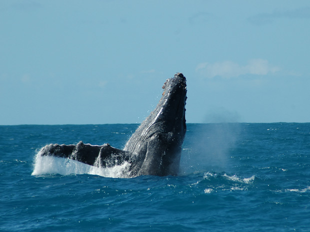 Pesquisadores farão pesquisa na região do arquipélago de Trindade para visulaizar baleias jubarte. Na imagem acima, animal foi flagrado em Abrolhos | Banco de Imagens Instituto Baleia Jubarte